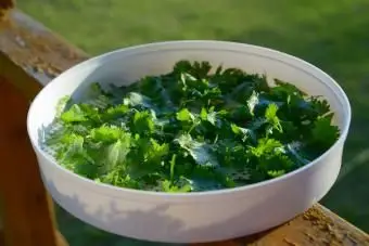 salsa de secagem solar