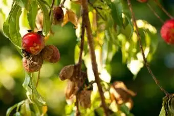 ריקבון עץ אפרסק