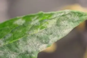 טחב אבקתי על העלה