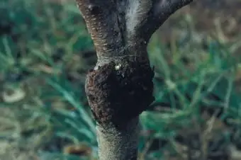 קראון גאל אפרסק מאוניברסיטת ג'ורג'יה פתולוגיה של צמחים, אוניברסיטת ג'ורג'יה, Bugwood.org