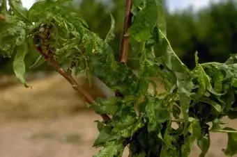 פסיפס אפרסק / אוניברסיטת קולורדו