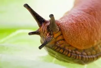 Detailný záber na slimáka; Autorské práva Ginasanders na agentúre Dreamstime.com