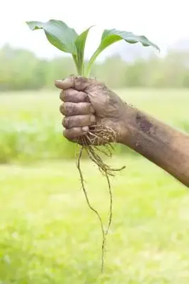 Jednotlivé rastliny hosta