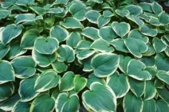 Variegated_Hostas.webp