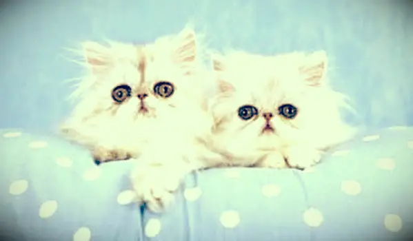 Mačiatka zo striebornej činčily; Autorské práva Linncurrie na agentúre Dreamstime.com