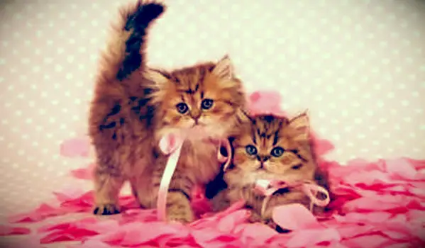 Činčilové zlaté mačiatka; Autorské práva Linncurrie na agentúre Dreamstime.com