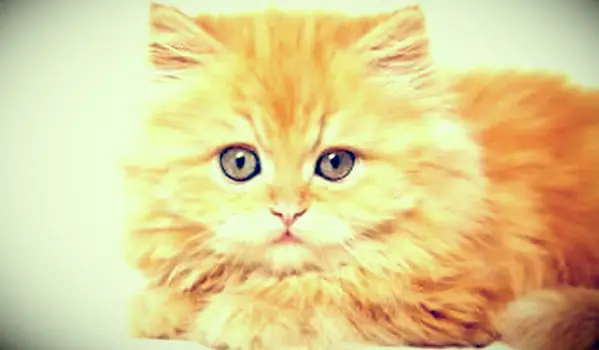 인형 얼굴 페르시아 새끼 고양이