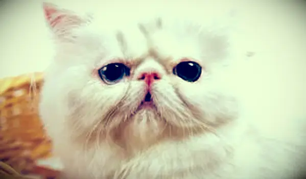 페르시아 고양이보기