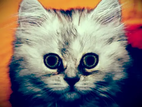 인형 얼굴 페르시아 새끼 고양이