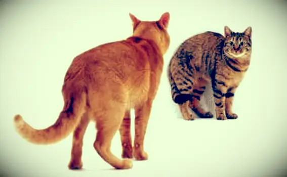 Gatto che mostra aggressività prima dell'accoppiamento