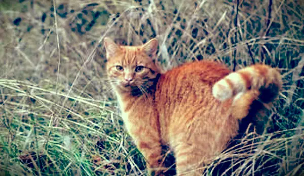 Gatto che si prepara a spruzzare