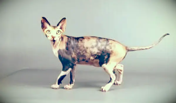 bezsrstá kanadská sphynx mačka