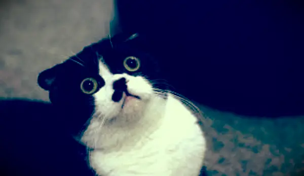 Škótsky skladací kat