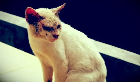 mačka so stavom kože