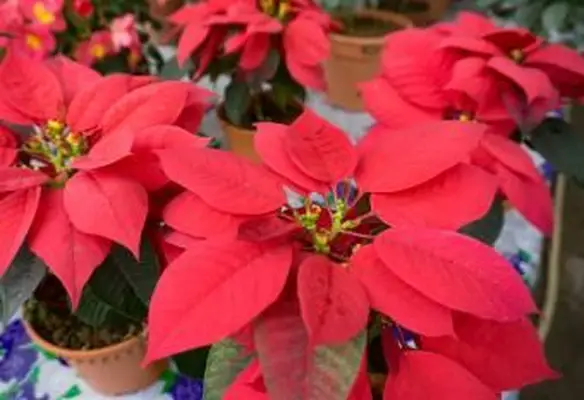 Weihnachtsstern Blumenpflanze