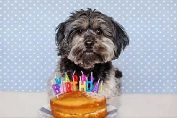 Wszystkiego najlepszego dla twojego zwierzaka