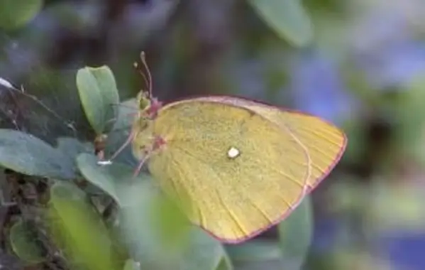 Moorland zachmurzony żółty motyl