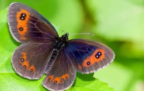 Motyl Piemont Ringlet