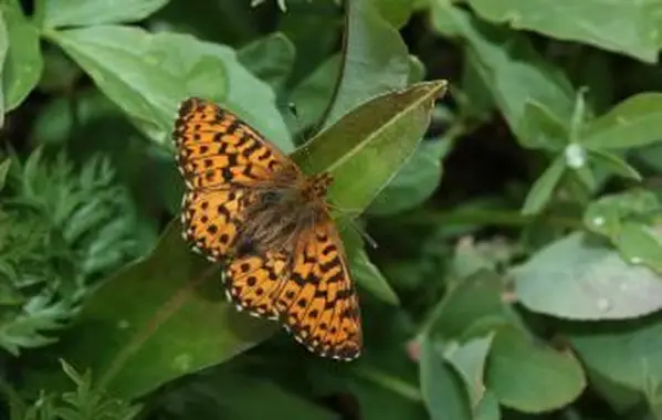 Arktyczny motyl fritillary