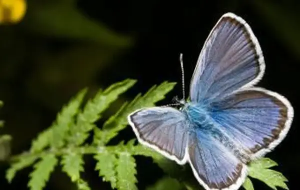 Północny niebieski motyl