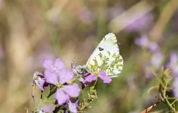 Kremowy motyl Marblewing