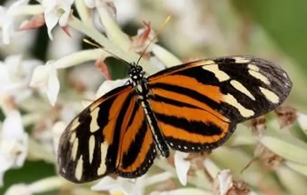 Isabella Tiger Longwing motyl