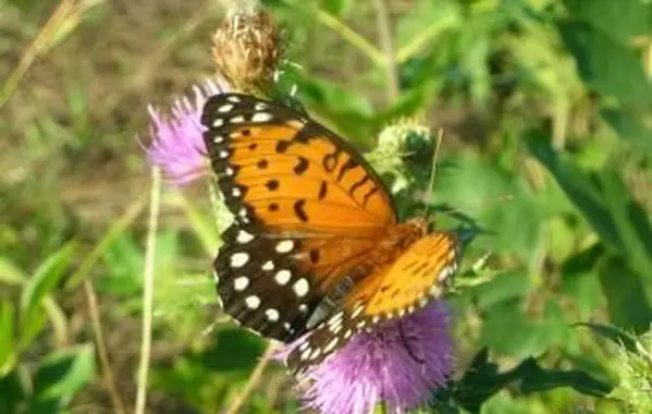 Kobiecy Królewski Fritillary