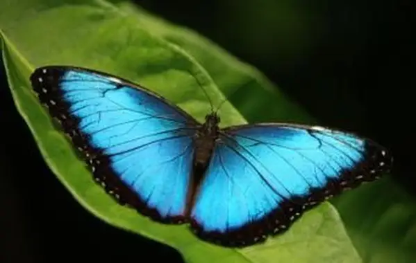Niebieski motyl Morpho