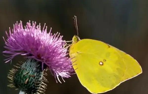 Południowy Motyl Dogface