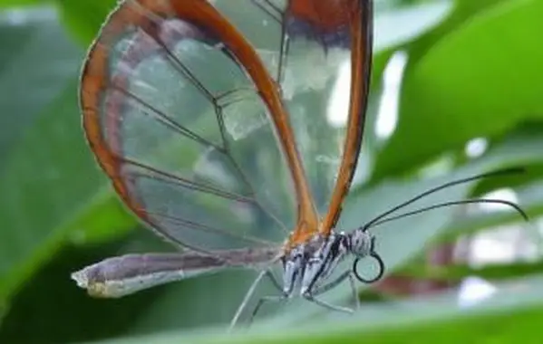 Motyl ze szklanych skrzydeł