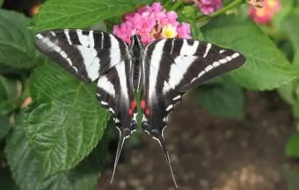Zebry Motyl Jaskółczy