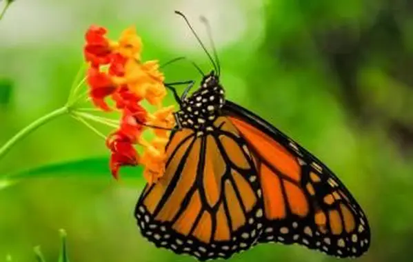 Monarch Butterfly w Meksyku