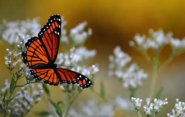 Zbliżenie motyla wicekróla