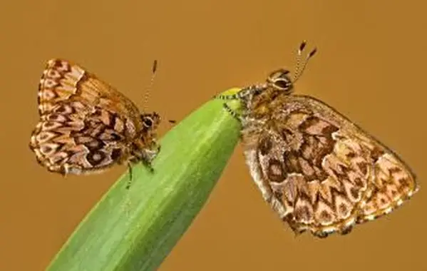 Motyl elfów z sosny zachodniej