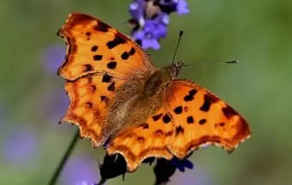 Żerowania eurazjatyckiego motyla przecinkowego