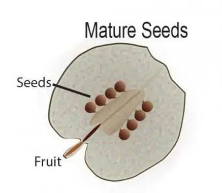 종자와 성숙한 종자 포드