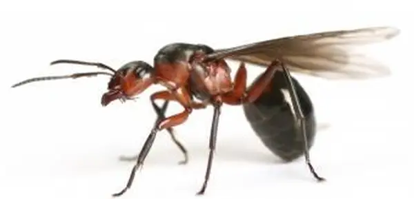 fourmi volante gros plan