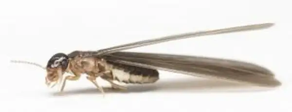 Termite volant en gros plan