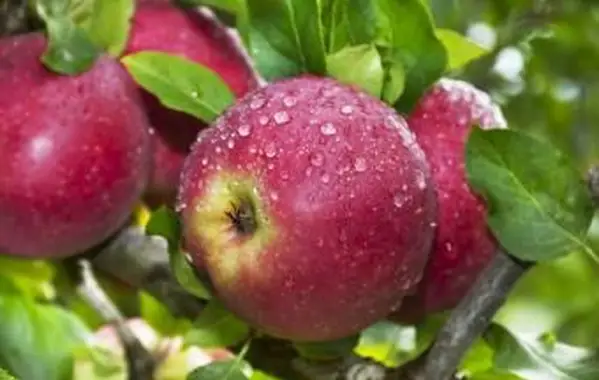 Maçãs Orgânicas na Árvore