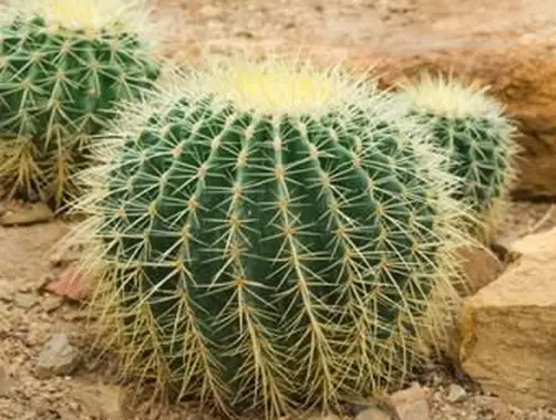 Kaktus ze złotej beczki