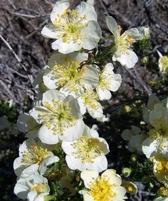 Cliffrose
