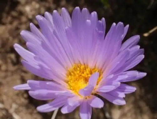 Mojave Aster