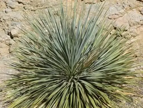 yucca