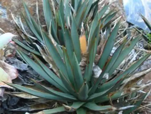 Arizonica Domowa Agawa