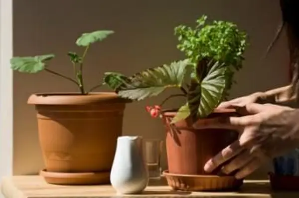 sprawdzanie gleby pod kątem wilgoci