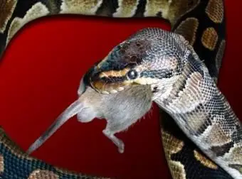 pitone palla che mangia topo