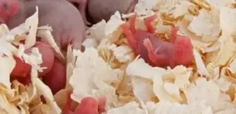 I topolini mignoli sono spesso usati come mangiatoie