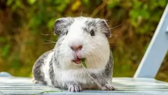 Porcellino d'India che mangia cibo