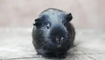 cavia nera che guarda l'obbiettivo