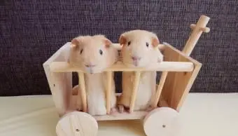 Porcellini d'India nel carrello dei giocattoli Toy